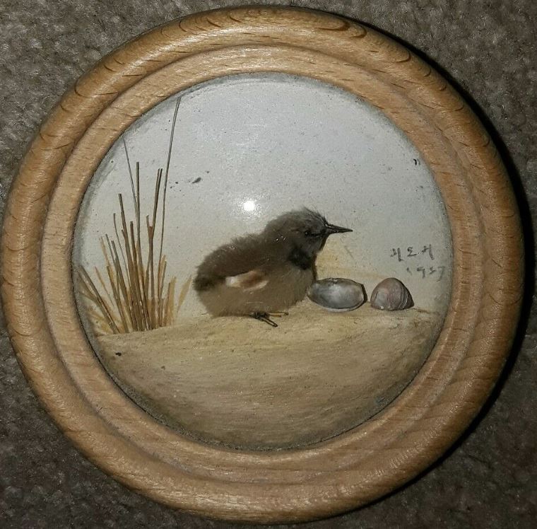 Red Shank Chick (Version 2)